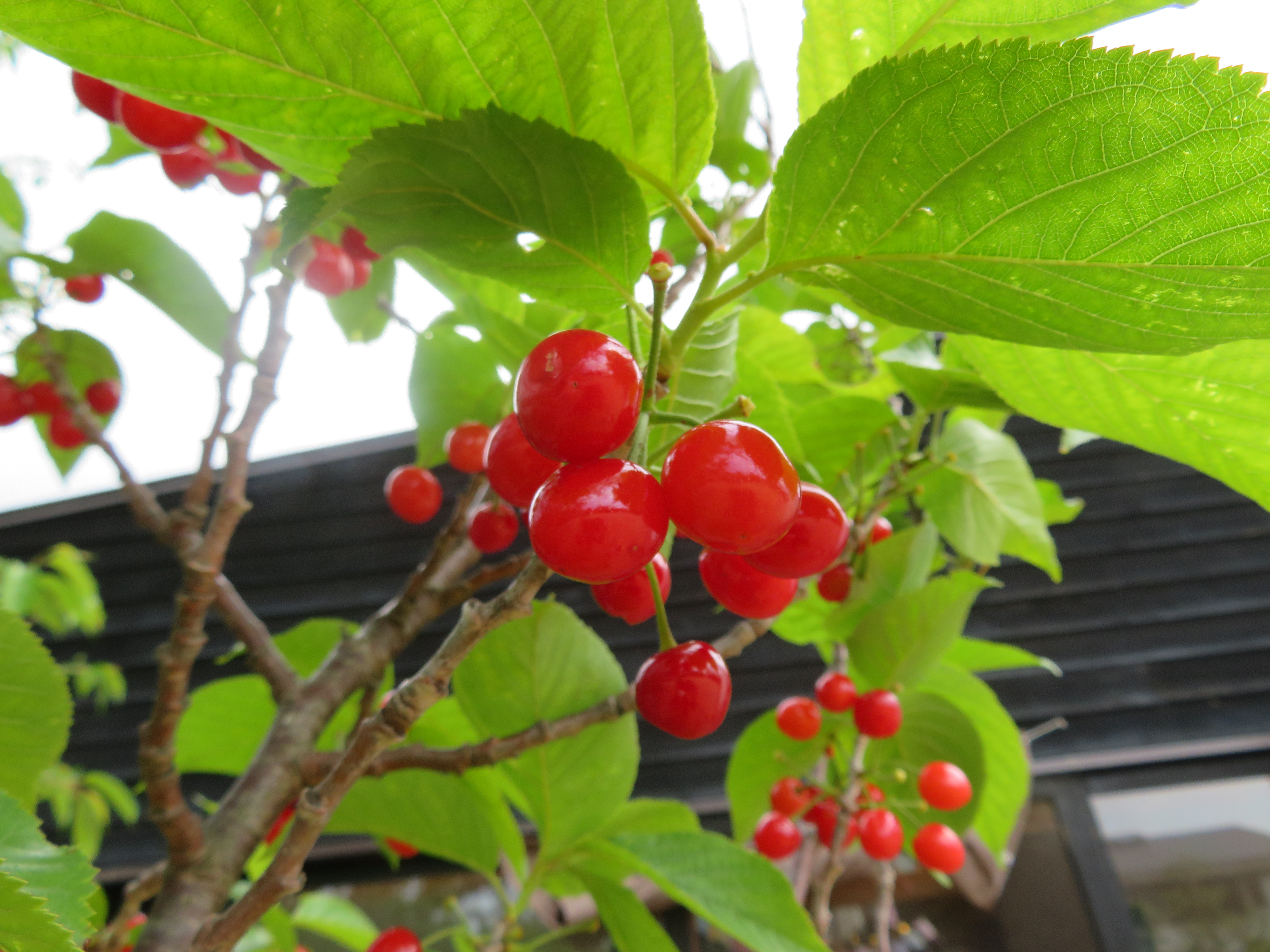 さんくらんぼ狩り 大阪府箕面市の桜保育園
