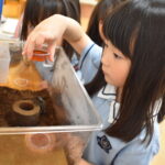 【4歳児】カブトムシ【８月の様子】