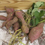 10月の子ども達の様子