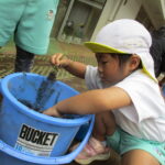 バケツ稲作りに挑戦中！(４歳児)