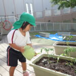 【3歳児】菜園活動【6月の様子】